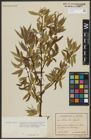 Foto von Salix alba L. x Salix fragilis L.